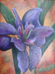 IRIS 16x12 (Sold)